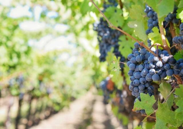 Photo by Jill Wellington