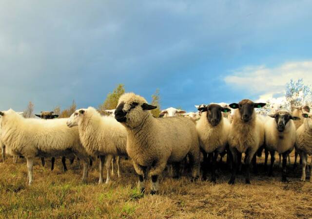Flock of Sheep in Field Under Blue Sky