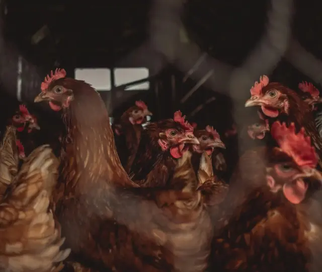 Hen Chickens through Chain Link Fence